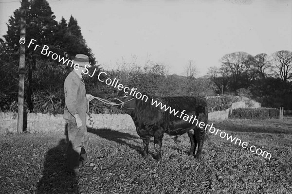 PRIZE BULL CALF